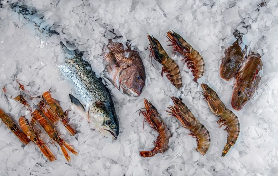 Poisson et fruits de mer sur glace écailles MAJA