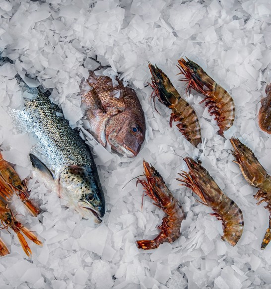 Poisson et fruits de mer sur glace écailles MAJA