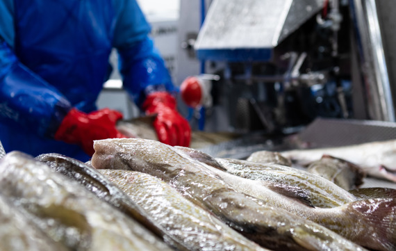 Operator feeds fish into Curio Heading machine