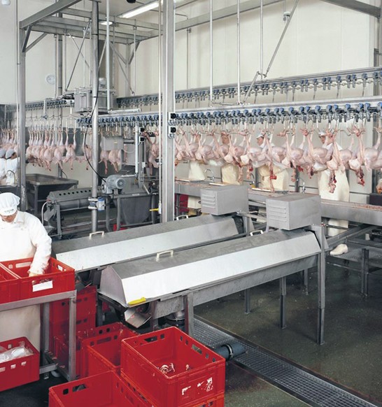 giblet-processing-turkey-poultry.jpg