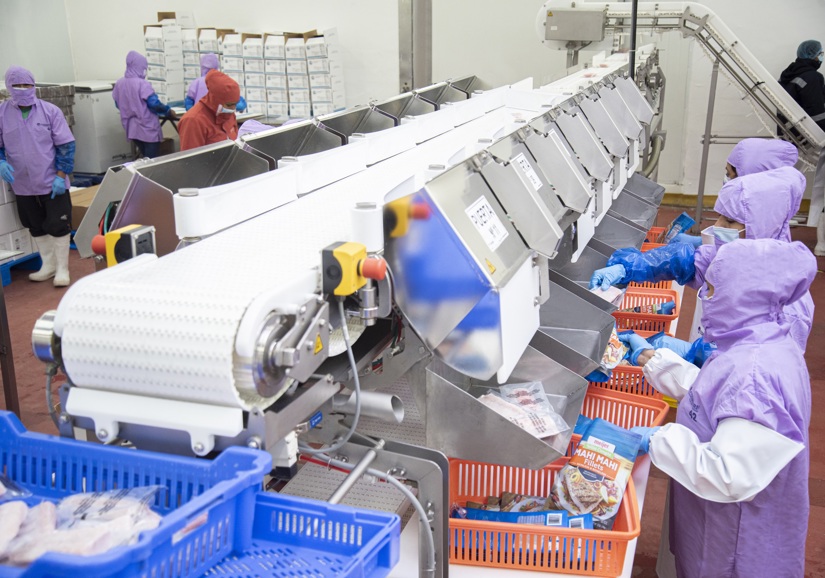 Coinrefri Workers Along Fish Processing Line