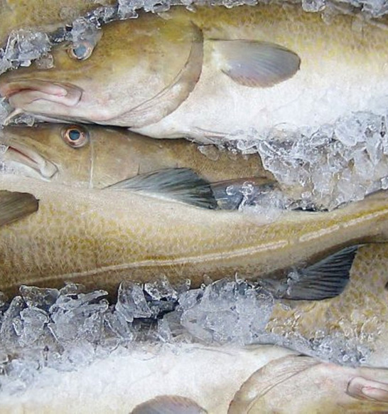 Whitefish Ice Deheading