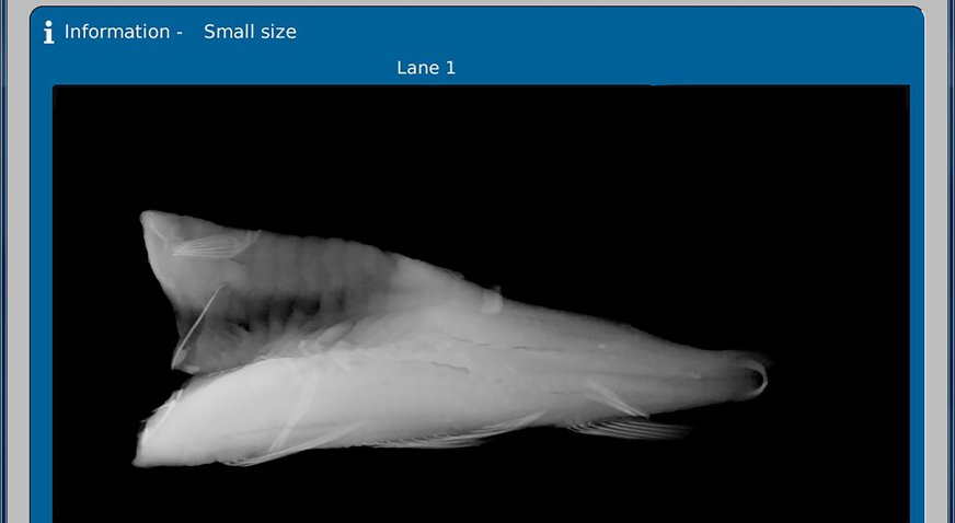 X-ray technology of whitefish