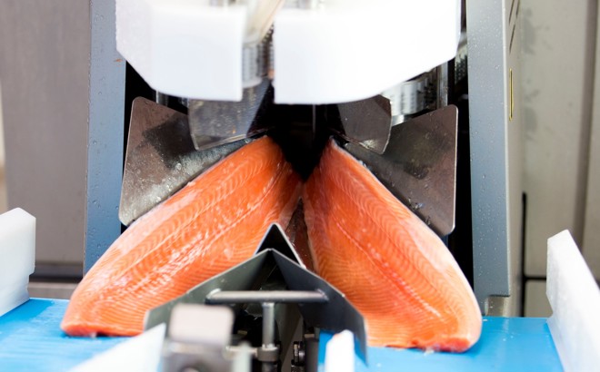 Filleting Salmon