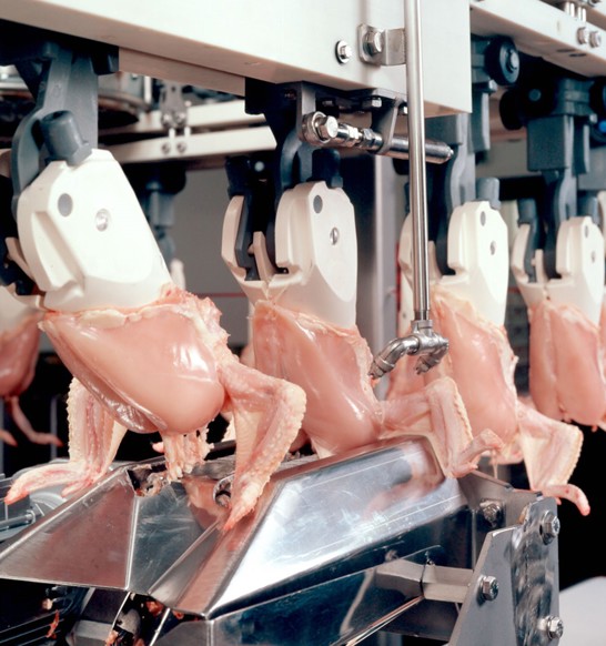 front-half-filleting-broiler.jpg