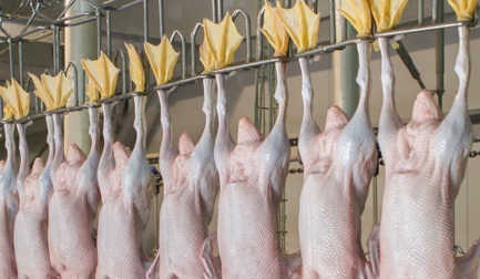 What are the hot topics in duck processing?