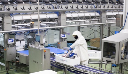 High-tech salmon processing at Búlandstindur