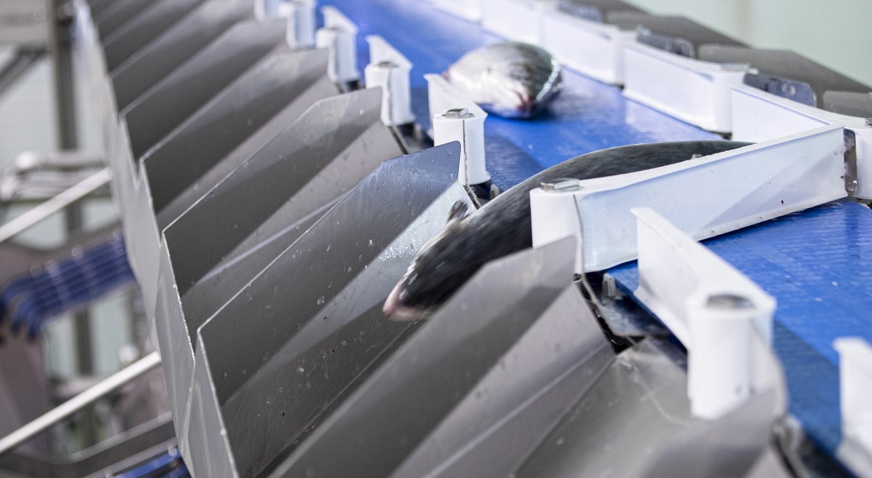 Salmon On Conveyor At Bulandstindur